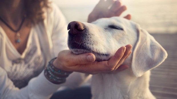 El cálculo correcto para saber la edad de tu perro en años humanos