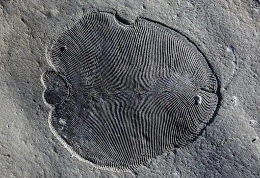 Fósil de Dickinsonia