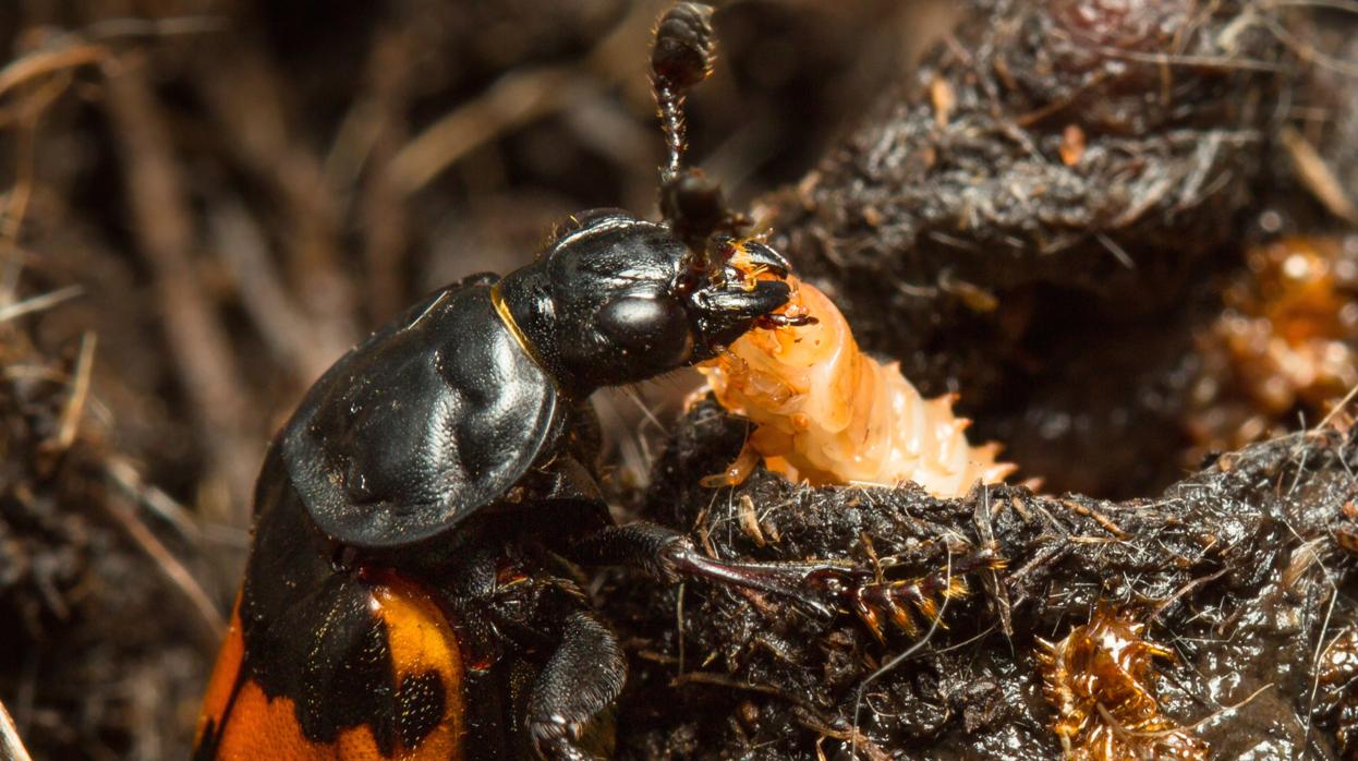 Un escarabajo enterrador con su larva en su nido hecho con el cadáver de un ratón