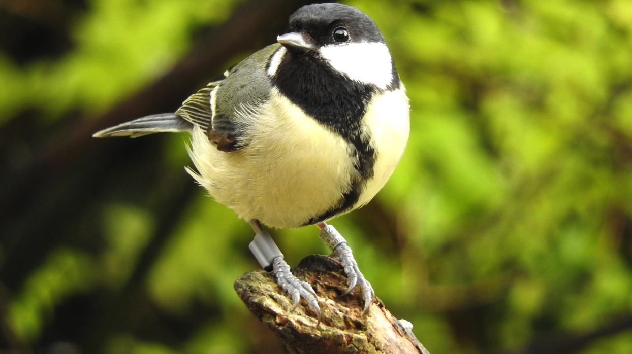 Pájaro carbonero con la etiqueta de identificación por radiofrecuencia para monitorizar sus acciones