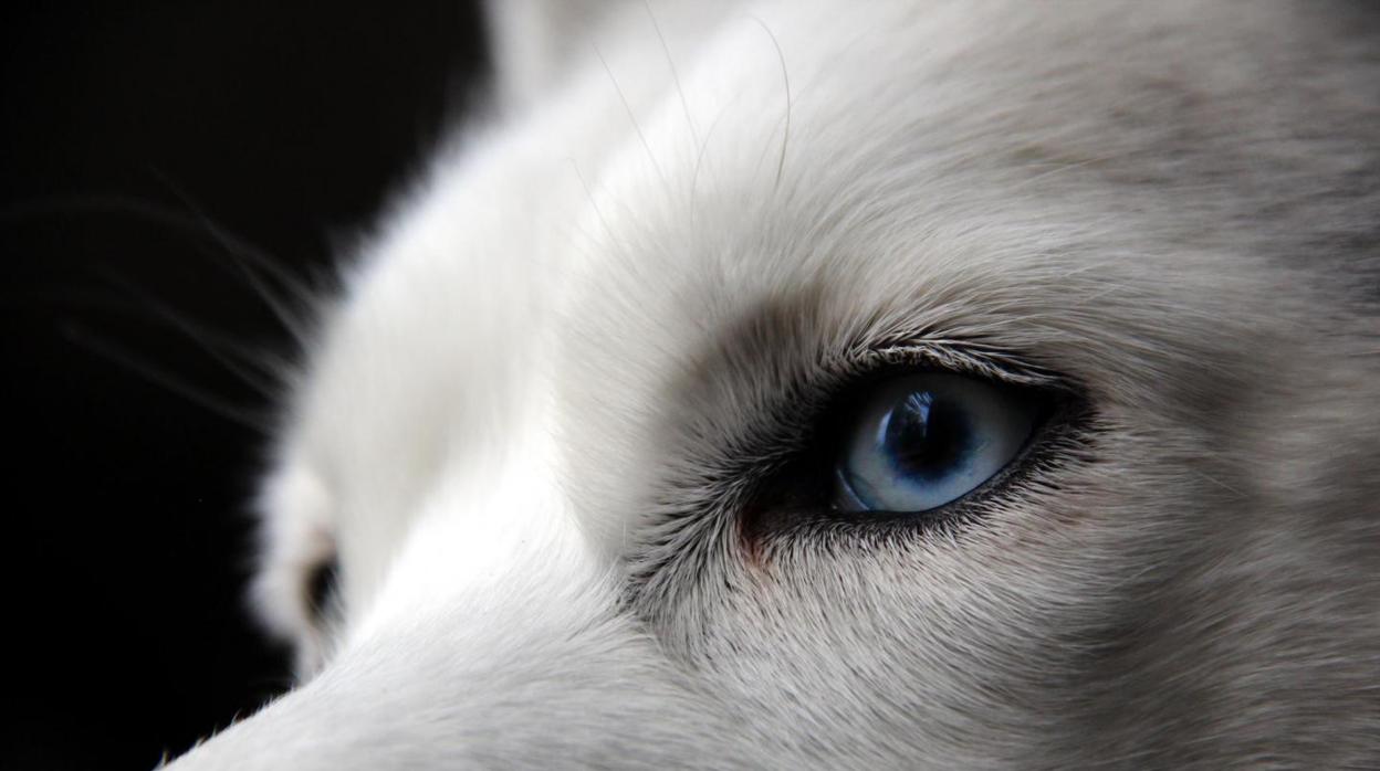 Un husky siberiano con los ojos azules