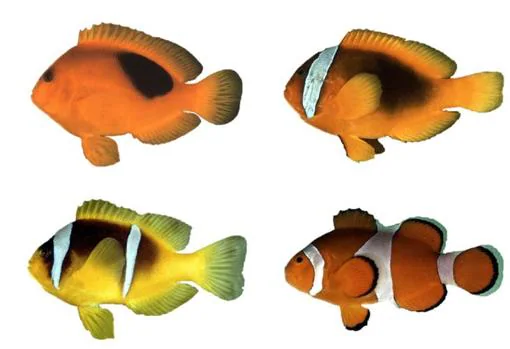 Cuatro peces payaso que ilustran los patrones de color de la especie. De arriba a abajo y de izquierda a derecha: Amphiprion ephippium, Amphiprion frenatus, Amphiprion bicinctus y Amphiprion ocellaris
