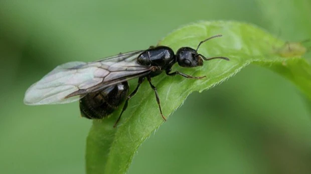¿Por qué hay hormigas aladas en otoño?