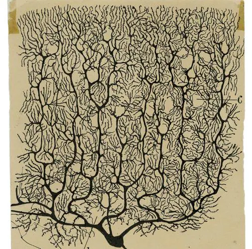 Dibujo de Cajal de una célula de Purkinje