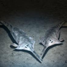 Pituriaspis, miembro del raro grupo de peces sin mandíbula de hace 410 millones de años en Australia, se encuentra con un compañero a lo largo de la costa