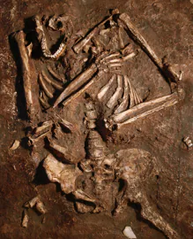 Fotografía de un molde del esqueleto del neandertal tal y como fue hallado