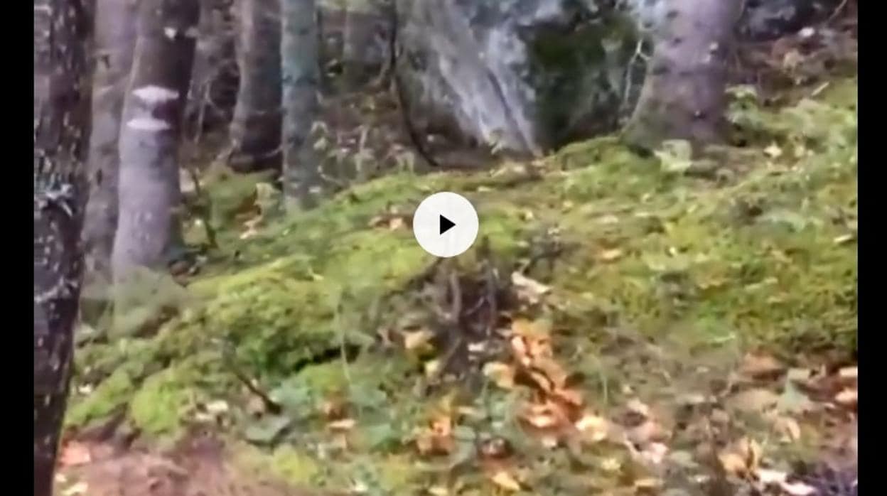 Captura del vídeo, donde se aprecia cómo el suelo se eleva y desciende a causa del tirón de los árboles