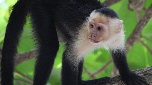 Un mono capuchino