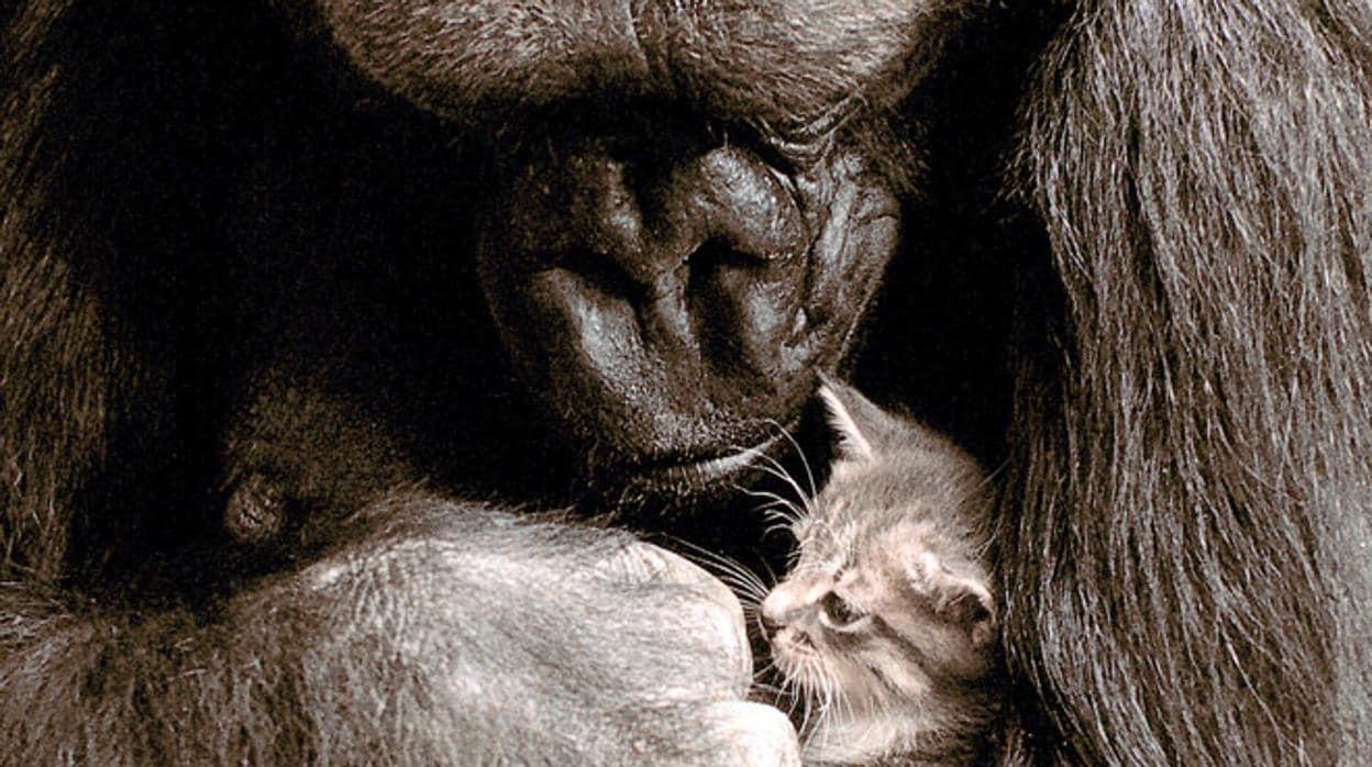 La gorila Koko, la única que aprendió el lenguaje de signos, con su mascota, el gato All Ball