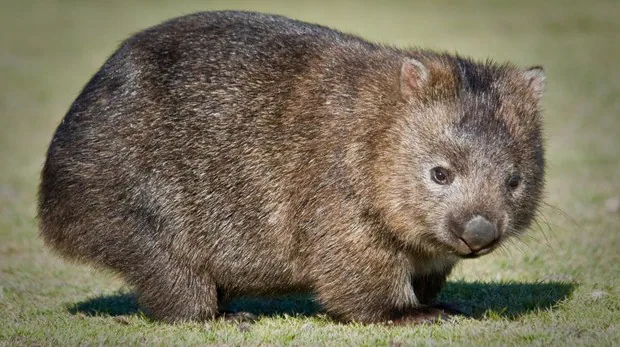 Científicos explican por qué el wombat hace caca cúbica