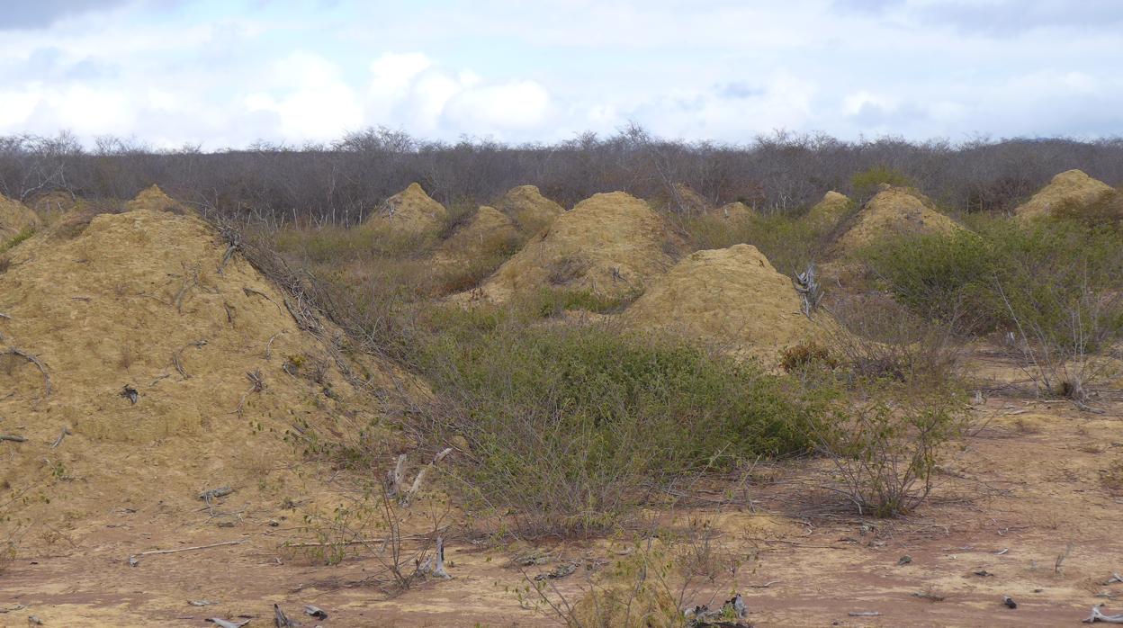 Los montículos de termitas se encuentran cubiertos de vegetación y se pueden ver cuando la tierra es despejada para pastar