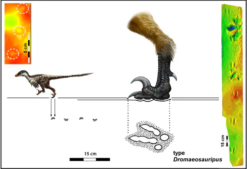 Ilustración de Dromaeosauriformipes rarus
