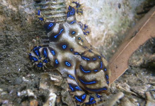 Pulpo de anillos azules