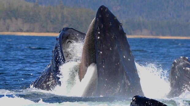 El misterio de cómo y cuándo las ballenas perdieron los dientes