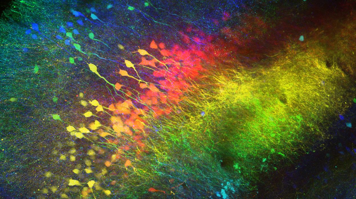 imagen compuesta de neuronas en la región del hipocampo CA2 de un ratón