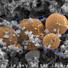 Candidatus Desulforudis audaxviator (las células purpúreas azules con forma de varilla que se extienden sobre esferas de carbono de color naranja) es una bacteria que sobrevive en el hidrógeno. Los científicos la encontraron dentro de una fractura llena de líquido y gas a 2,8 km de profundidad en una mina cerca de Johannesburgo, Sudáfrica
