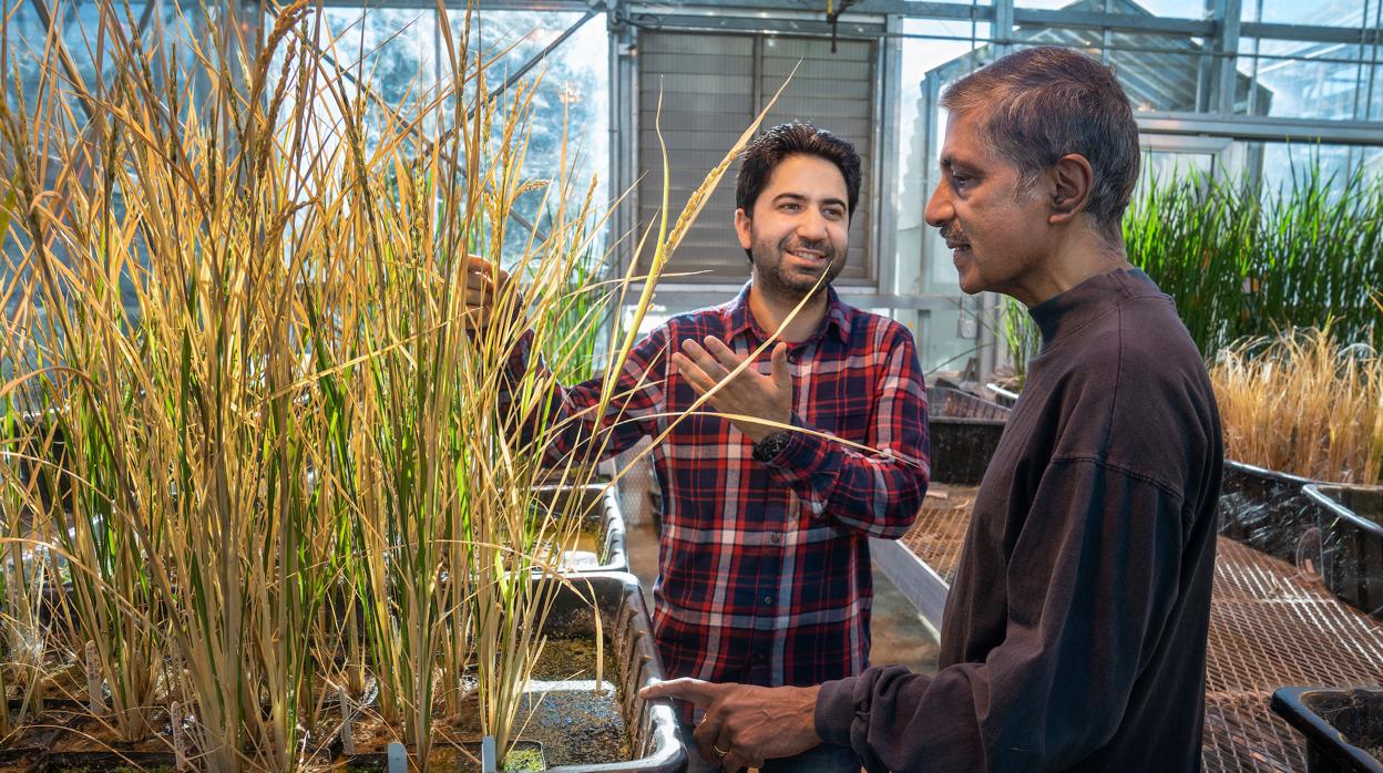 Los investigadores Imtiyaz Khanday y Venkatesan Sundaresan, impulsores de la investigación, en un invernadero de la Universidad de California en Davis (EE.UU.)