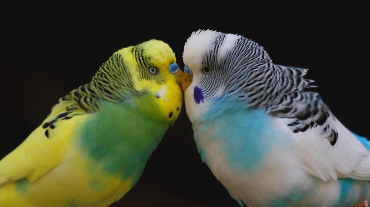 Las periquitos hembra prefieren los machos inteligentes, según un estudio publicado en «Science»