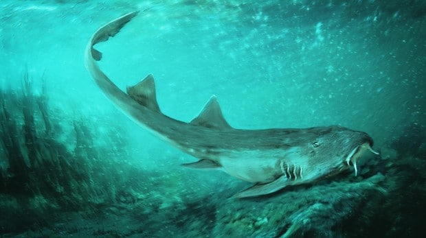 Descubren un extraño tiburón prehistórico con dientes en forma de «nave espacial»
