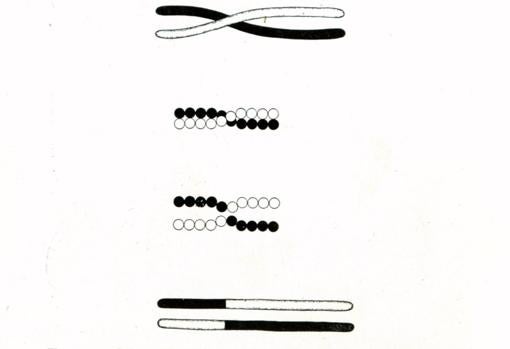 Esquema del sobrecruzamiento. Dos cromosomas homólogos (uno del padre y otro de la madre) se combinan y generan dos cromosomas diferentes