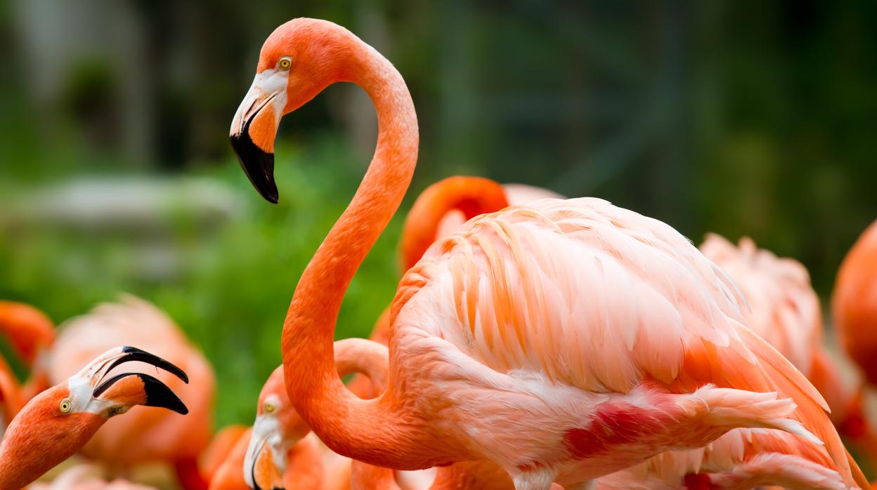 ¿Por qué los flamencos se tienen que «maquillar» para ser de color rosa?