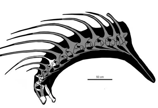 Silueta de la cabeza y cuello de «Bajadasaurus pronuspinax» con los huesos hallados en blanco