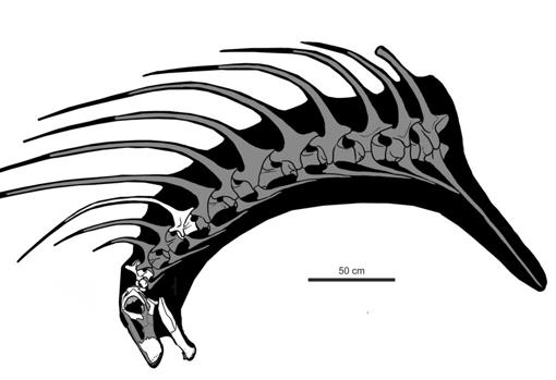 Silueta de la cabeza y cuello de «Bajadasaurus pronuspinax» con los huesos hallados en blanco