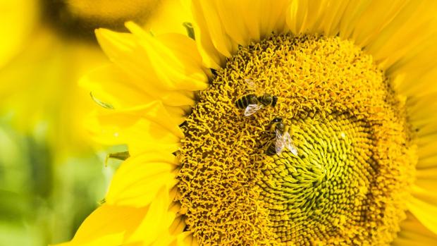 Científicos enseñan a las abejas a sumar y restar