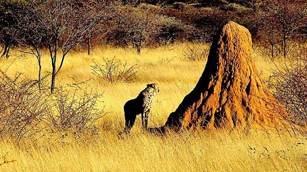 Guepardo acecha alrededor de un montículo de termitas de un metro de altura en Namibia