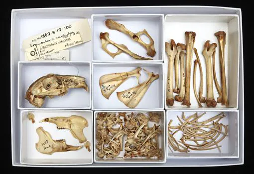 Los huesos del conejo de Darwin que han servido en el estudio publicado en «Science»