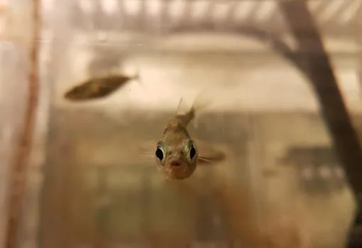 Una cría de «María» en el acuario de la Escuela de Ciencias de la Vida