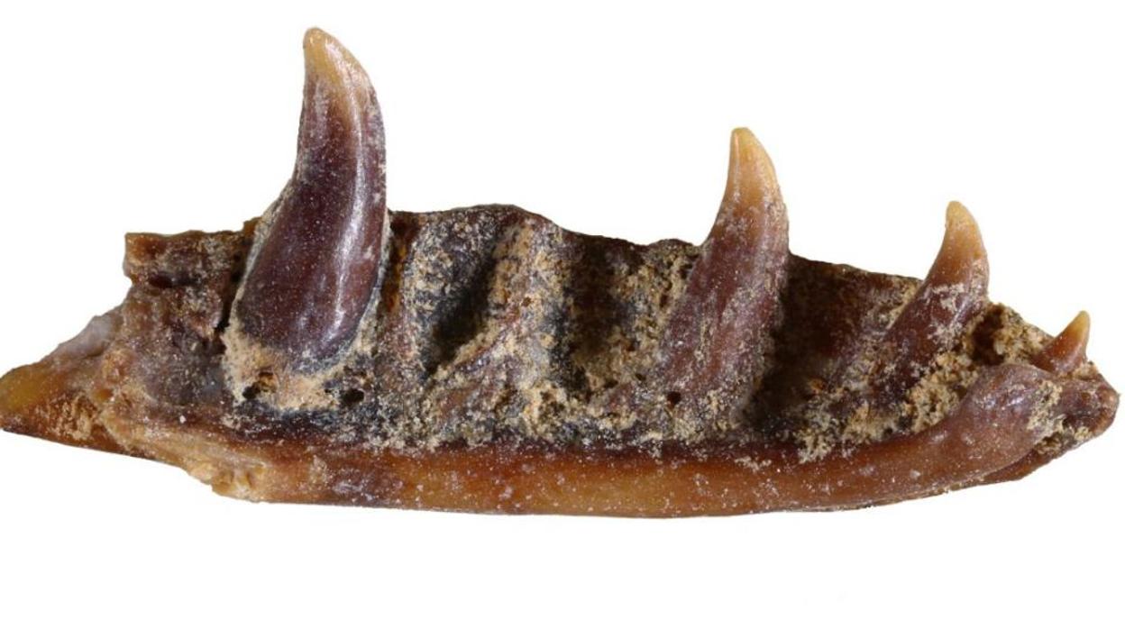 Una de las mandíbulas de este animal, bautizado como «Ophisaurus manchenioi»