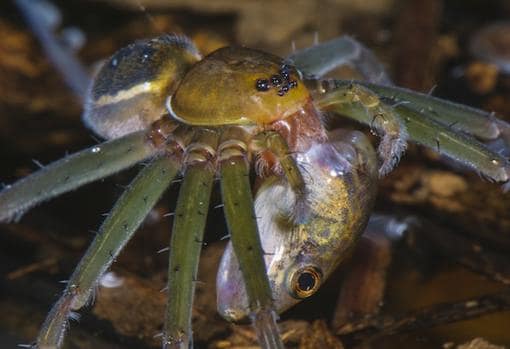 Una araña pescadora (género Thaumasia) cazando un renacuajo en un estanque