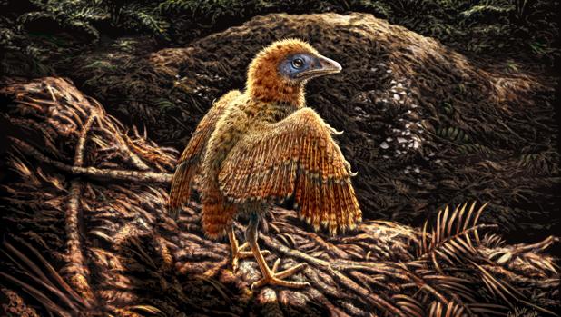 Las aves de los tiempos de los dinosaurios salían del huevo a la carrera