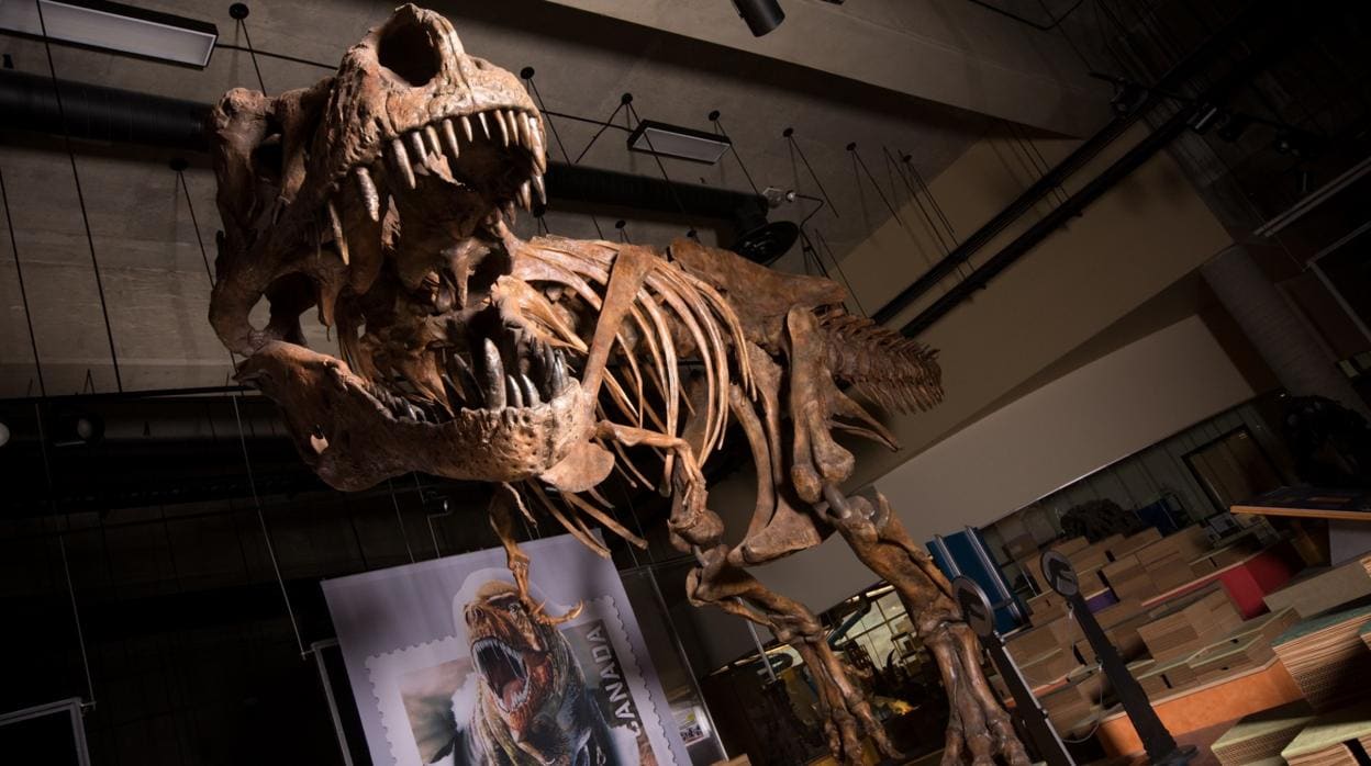 «Scotty», el tiranosaurio rex más grande del mundo