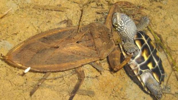 Las terribles chinches gigantes que devoran serpientes, tortugas e incluso patos