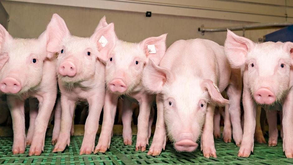 Científicos logran restaurar algunas funciones de cerebros de cerdos cuatro horas después de haber muerto