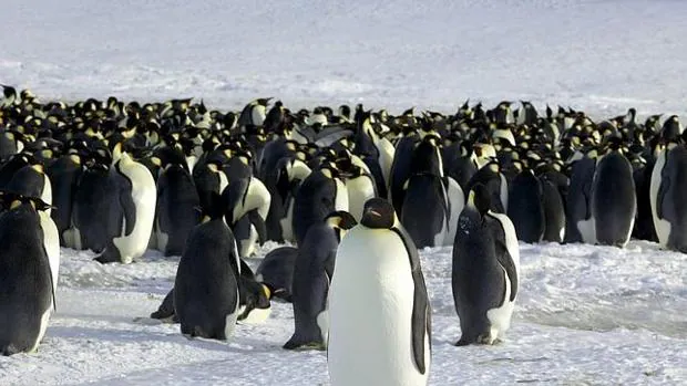 Catástrofe reproductiva en una de las mayores colonias de pingüinos de la Antártida