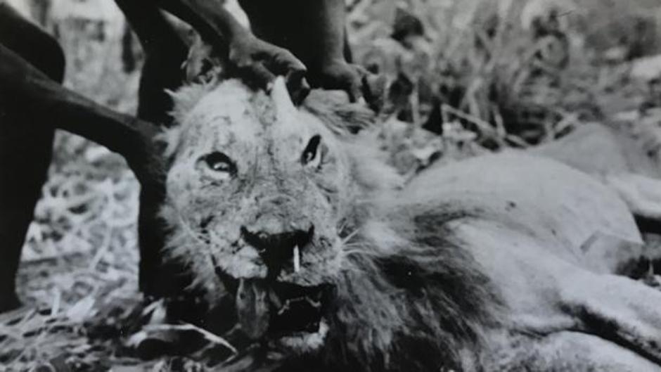 Los leones antropófagos pudieron cambiar su hábito alimenticio por los ataques de puercoespines