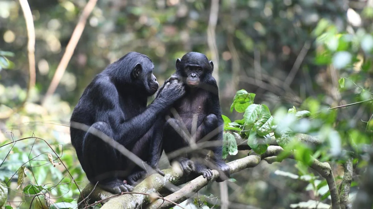 Una madre cuida de una cría de bonobo