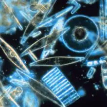Diatomeas, una parte del plancton que lleva a cabo la fotosíntesis