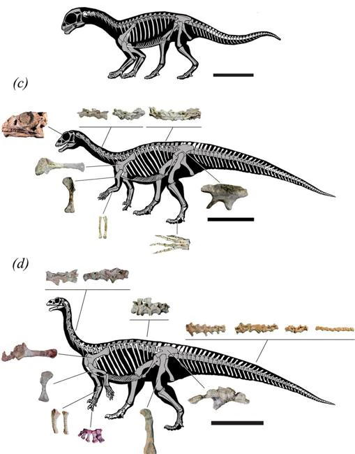 Reconstrucción de los esqueletos de «M. patagonicus» desde el nacimiento (arriba) hasta la edad adulta (abajo)