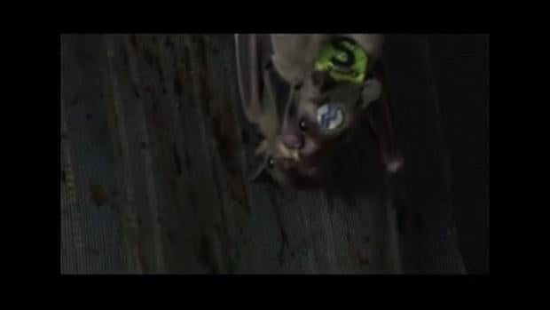 Los murciélagos intercambian sexo por comida