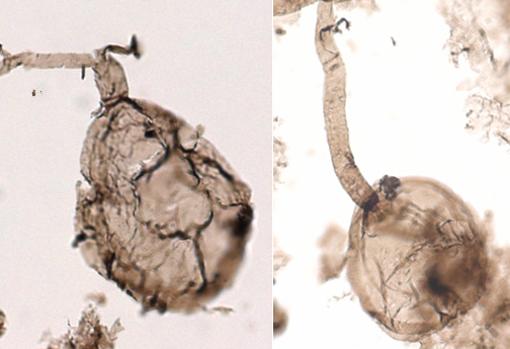 Los fósiles de hongo vistos al microscopio