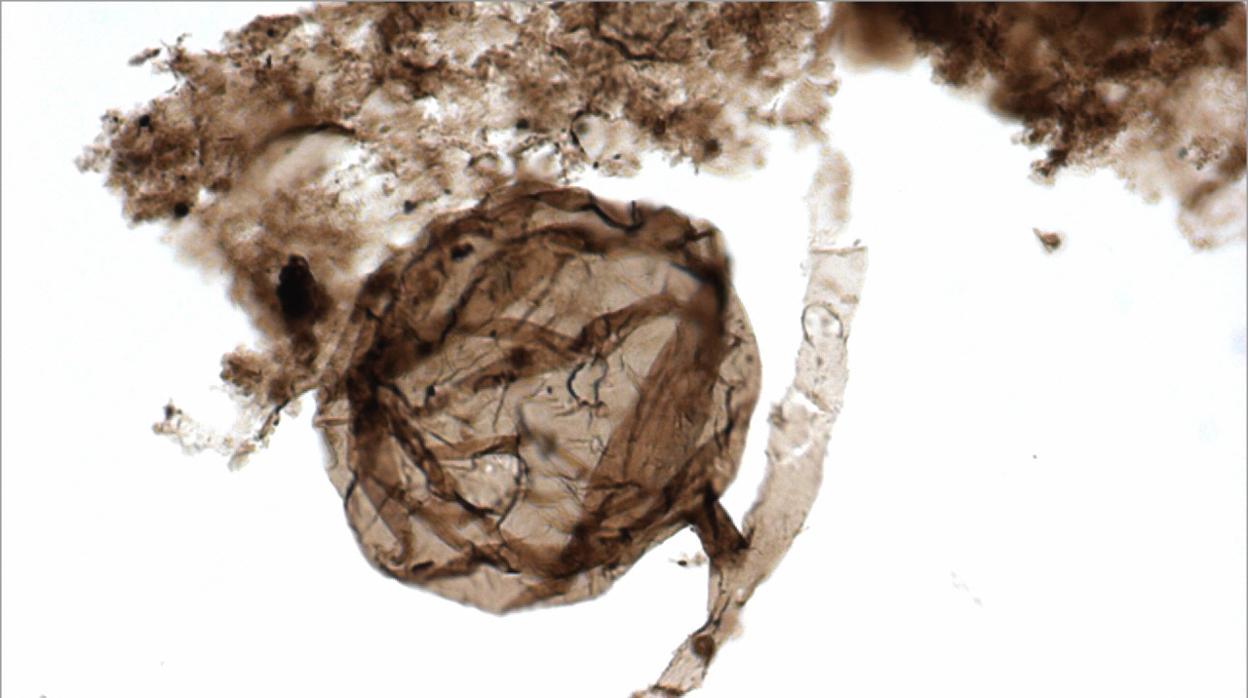 El fósil de hongo descubierto en Canadá