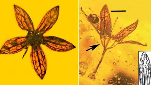 Figura 1. Izquierda: Flor de Tropidogyne pentaptera. Derecha: Cáliz con hipantio (flecha) mostrando cinco de las diez costillas o quillas. Barra: 0,7 mm