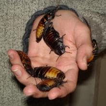 Ejemplares de cucaracha gigante de Madagascar, mantenidos como mascotas