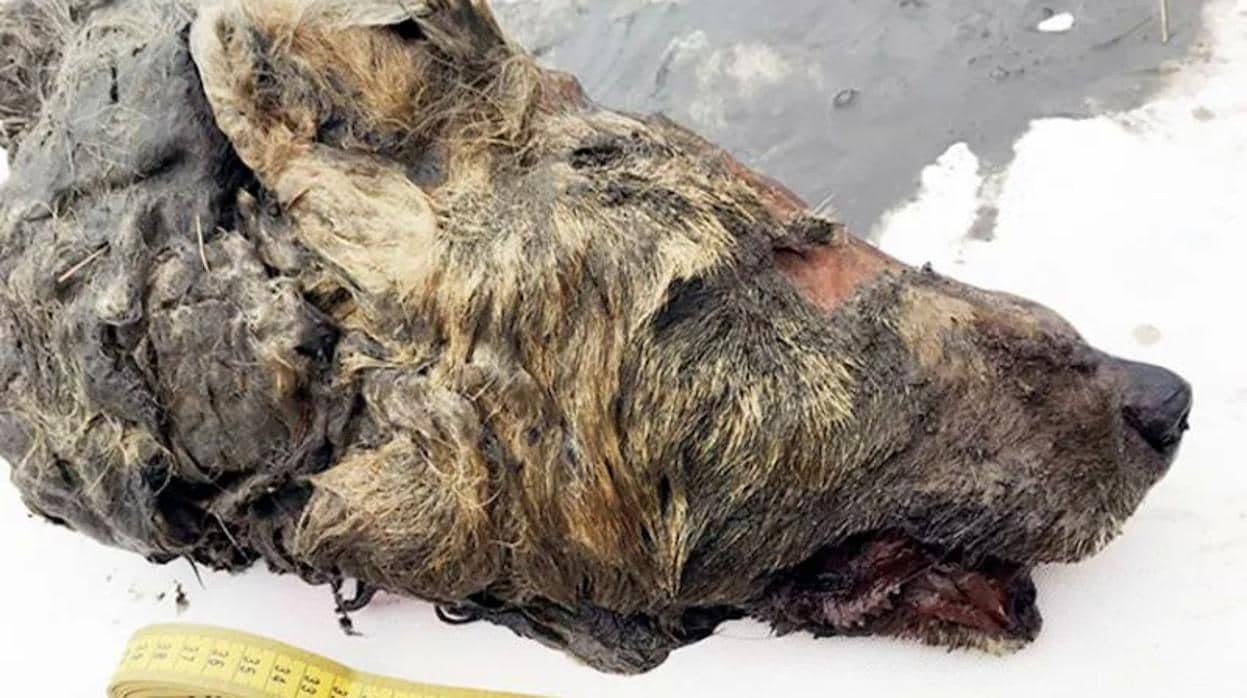 La cabeza de lobo gigante hallada en Siberia