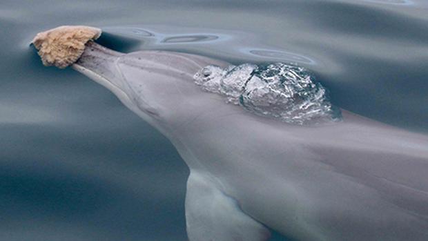 Como los humanos, los delfines eligen a sus amigos por intereses comunes