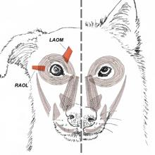 Músculos faciales de un perro (izquierda) y un lobo (derecha). El segundo no tiene los músculos marcados en naranja
